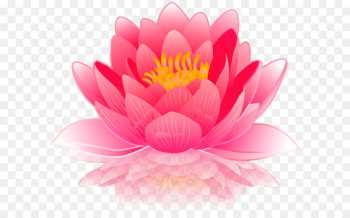 Water lilies Computer file - Pink Water Lily PNG Clip Art Image 