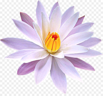 Water lilies Nymphaea lotus Petal Nelumbo nucifera Yellow Water-lily - water lilies 