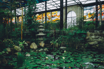 Water Lilies On Pond Water Lilies On Pond
