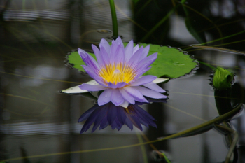 water_lilly3.JPG water_lilly3.JPG