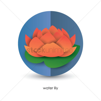 Water lily Water lily