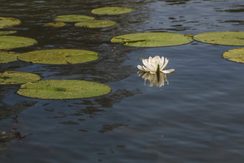 Water Lily And Lily Pad Water Lily And Lily Pad