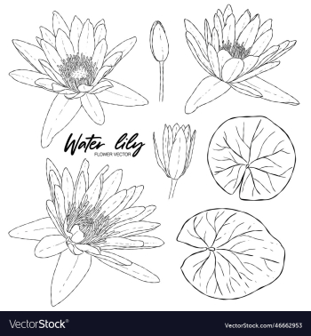 water lily hand drawn elements image