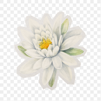 Water lily watercolor png sticker, | Free PNG - rawpixel