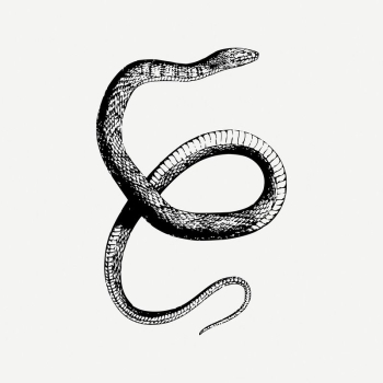 Water snake drawing, animal illustration | Free PSD Illustration - rawpixel Water snake drawing, animal illustration | Free PSD Illustration - rawpixel