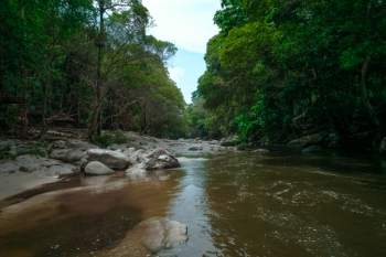 Water Stream Beside Trees Water Stream Beside Trees