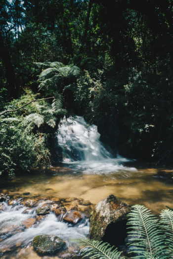 Water Stream Surrounded by Plants Water Stream Surrounded by Plants