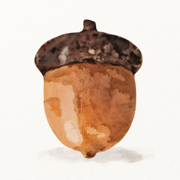 Watercolor acorn illustration | Free Photo Illustration - rawpixel Watercolor acorn illustration | Free Photo Illustration - rawpixel