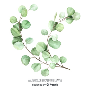 Watercolor eucalyptus branch Free Vector Watercolor eucalyptus branch Free Vector