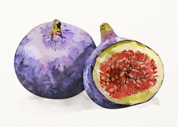Watercolor figs illustration, fruit drawing | Free Photo Illustration - rawpixel Watercolor figs illustration, fruit drawing | Free Photo Illustration - rawpixel