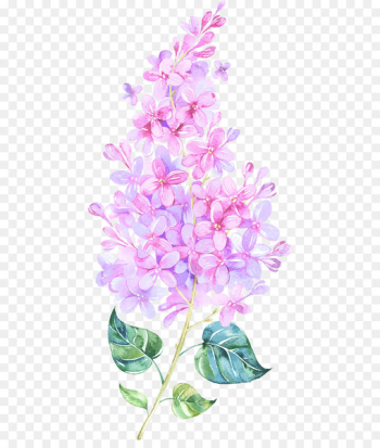 Watercolor: Flowers Watercolor painting Clip art Watercolour Flowers - hyacinth flower 