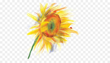 Watercolor: Flowers Watercolor painting Drawing Illustration - painting 