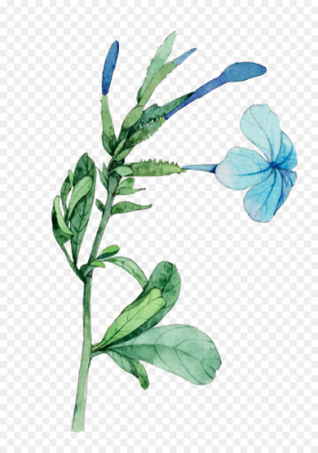 Watercolor: Flowers Watercolour Flowers Watercolor painting Illustration - A plant 
