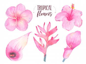 Watercolor hand painted tropical flower frangipani hibiscus calla lily set isolated on white Free Vector