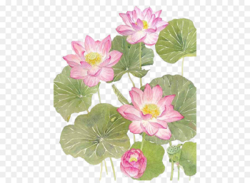 Watercolor lotus Watercolor lotus