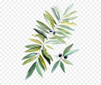 Watercolor painting Botanical illustration Leaf - Drawing blueberries 