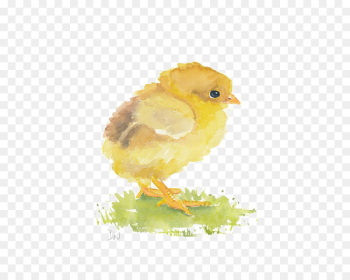 Watercolor painting Chicken Art - chick Watercolor painting Chicken Art - chick