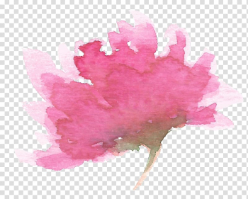 Watercolor painting Chrysanthemum, chrysanthemum transparent background PNG clipart Watercolor painting Chrysanthemum, chrysanthemum transparent background PNG clipart