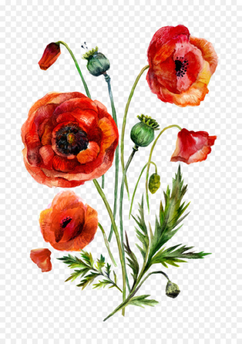 Watercolor painting Common poppy Illustration - Watercolor flowers 