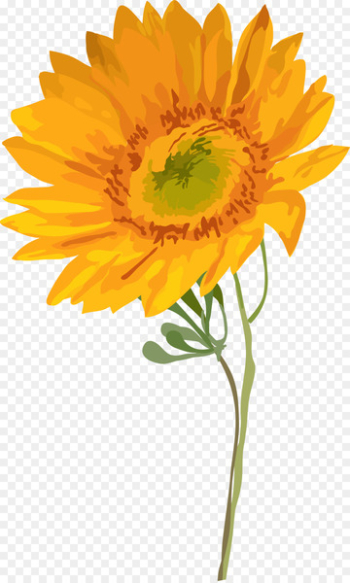 Watercolor painting Common sunflower - Watercolor sunflower Watercolor painting Common sunflower - Watercolor sunflower