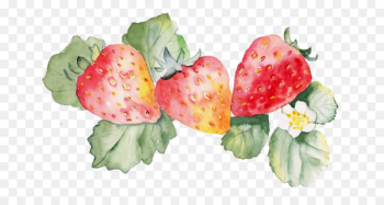 Watercolor painting Design Image Art Graphics - strawberry plant 