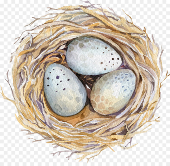 Watercolor painting Drawing Stock photography Illustration - Nest 