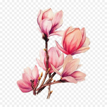 Watercolor painting Drawing Tattoo Watercolour Flowers - magnolia flower branches 