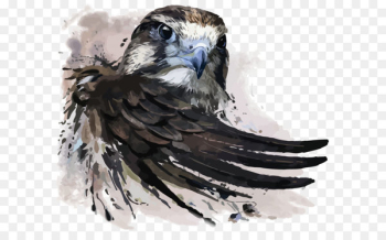 Watercolor painting Falcon Illustration - Vector Eagle Watercolor painting Falcon Illustration - Vector Eagle