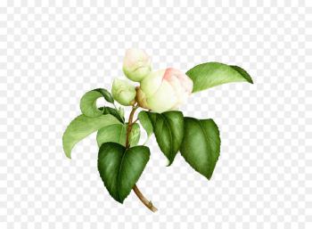 Watercolor painting Flower Botanical illustration Botany - Painted white roses 