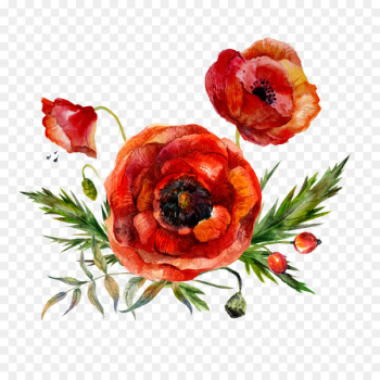 Watercolor painting Flower Poppy - Watercolor flowers Watercolor painting Flower Poppy - Watercolor flowers