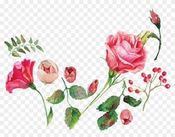 Watercolor Painting Flower Rose Royalty-free - Watercolor Flowers Vector Free Download