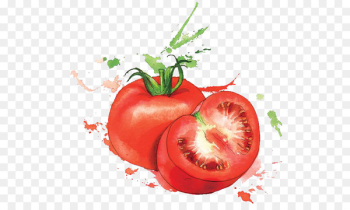 Watercolor painting Food Art Illustration - tomato Watercolor painting Food Art Illustration - tomato