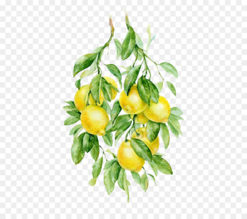 Watercolor painting Fruit Auglis Botanical illustration Illustration - lemon 