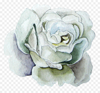 Watercolor painting Garden roses Beach rose - White roses Watercolor painting Garden roses Beach rose - White roses