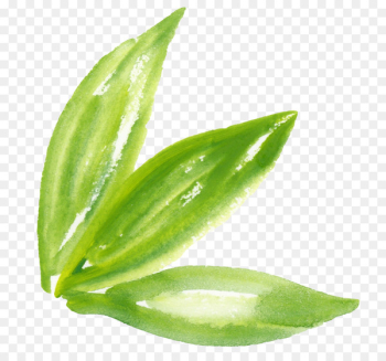 Watercolor painting Green - Watercolor green leaves Watercolor painting Green - Watercolor green leaves