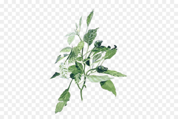 Watercolor painting Illustration - Hand-painted Plants Watercolor painting Illustration - Hand-painted Plants