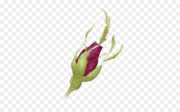Watercolor painting Ink - Color pencil rosebuds Watercolor painting Ink - Color pencil rosebuds