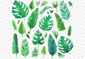 Watercolor painting Leaf - Watercolor green coniferous plants 