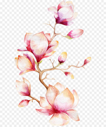 Watercolor painting Magnolia Flower - Orchid Tree Watercolor painting Magnolia Flower - Orchid Tree