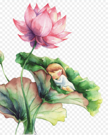 Watercolor painting Nelumbo nucifera Landscape painting - Chinese wind sleeping on the lotus leaves of a child 