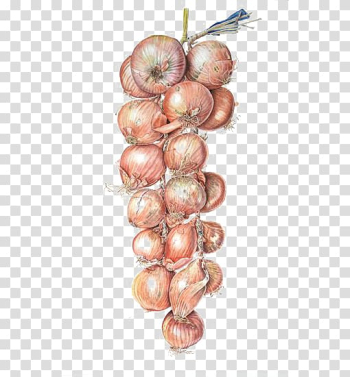 Watercolor painting Onion Illustration, Watercolor onion transparent background PNG clipart
