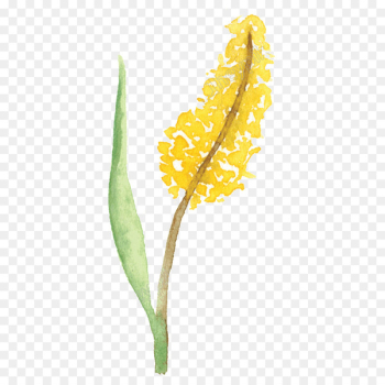 Watercolor Painting, Painting, Flower, Yellow PNG Watercolor Painting, Painting, Flower, Yellow PNG