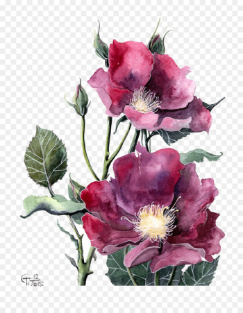 Watercolor painting Peony Flower Illustration - Watercolor red peony 