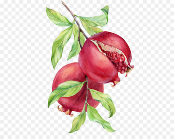 Watercolor painting Pomegranate Drawing - Hand-painted pomegranate 
