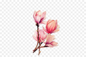 Watercolor painting Tattoo Drawing Magnolia - lotus Watercolor painting Tattoo Drawing Magnolia - lotus