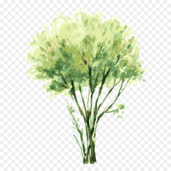 Watercolor painting Tree Shrub Illustration - tree,Trees Watercolor painting Tree Shrub Illustration - tree,Trees