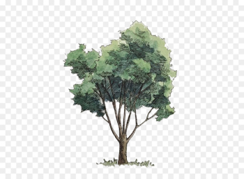 Watercolor painting Tree - Watercolor trees 
