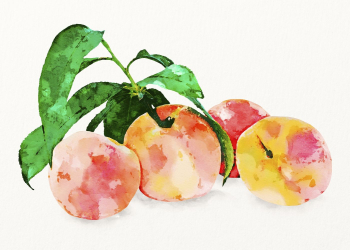 Watercolor peaches illustration, fruit drawing | Free Photo Illustration - rawpixel