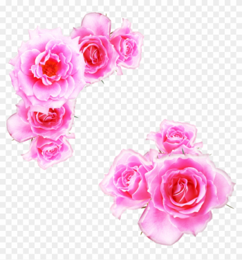 Watercolor Pink Rose - Pink Anime Rose Png Watercolor Pink Rose - Pink Anime Rose Png