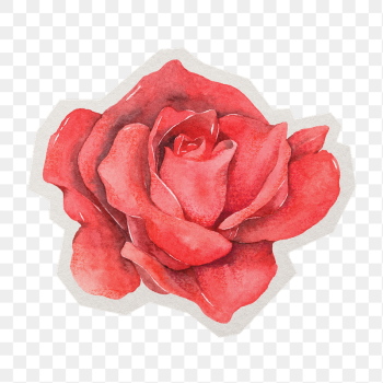 Watercolor rose png sticker, paper | Free PNG - rawpixel